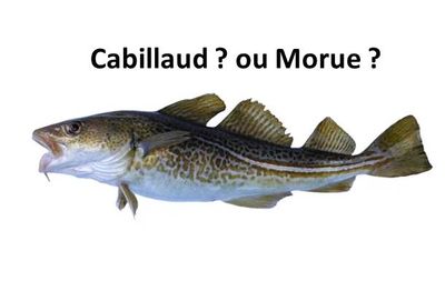 Conférence « du Cabillaud à la Morue »